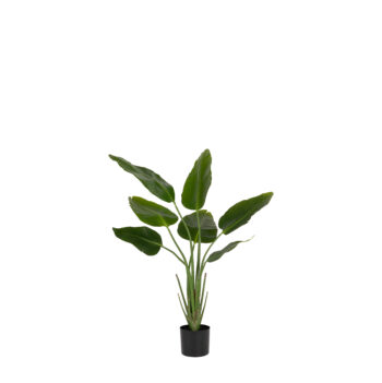 Strelitzia Nicolai H 120cm / H 150cm / H 180cm / H 210cm