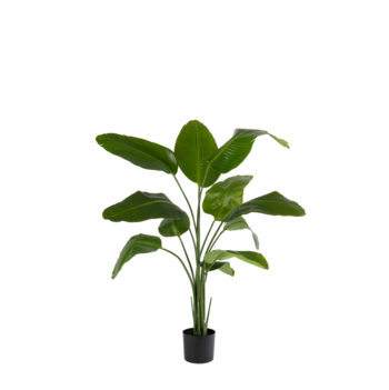 Strelitzia Nicolai H 120cm / H 150cm / H 180cm / H 210cm