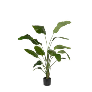 Strelitzia Nicolai H 120cm / H 150cm / H 180cm / H 210cm