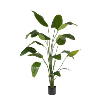 Strelitzia Nicolai H 120cm / H 150cm / H 180cm / H 210cm