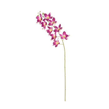 Dendrobium Fuchsia L 94cm