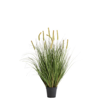Graminée Cattail Curly H 76cm/ H 93cm / H 120cm