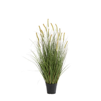 Graminée Cattail Curly H 76cm/ H 93cm / H 120cm