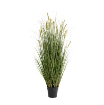 Graminée Cattail Curly H 76cm/ H 93cm / H 120cm