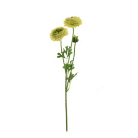 Ranunculus vert H 50cm