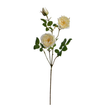 Rose Austin Cream H 72cm