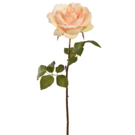 Rose pèche H 53cm