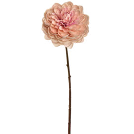 Dhalia cream Pink H 60cm