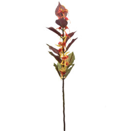 Lamium yellow H 70cm