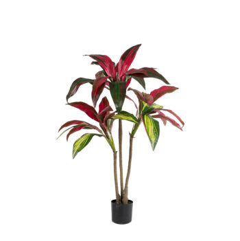 Cordyline panachée ROUGE BORDEAUX H 91cm