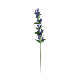Gentian dark blue L 74cm