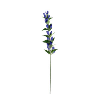 Gentian dark blue L 74cm