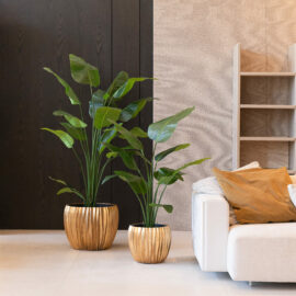Strelitzia Nicolai H 120cm / H 150cm / H 180cm / H 210cm