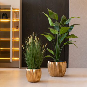 Strelitzia Nicolai H 120cm / H 150cm / H 180cm / H 210cm, Graminée Cattail Curly H 76cm/ H 93cm / H 120cm
