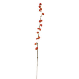 Corylopsis orange H 105cm