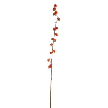 Corylopsis orange H 105cm
