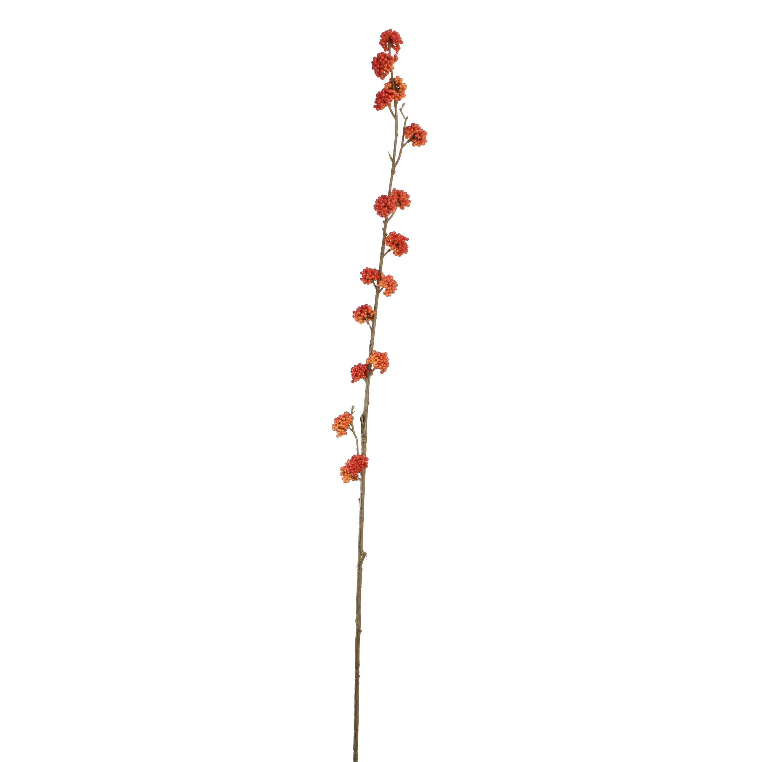 12310097 OR Corylopsis orange H 105cm