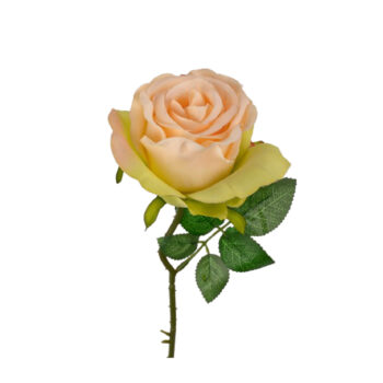 Rose Pêche H 56cm
