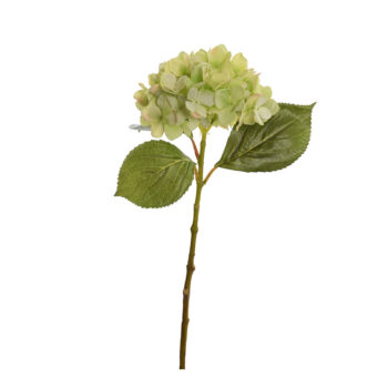 Hydrangea vert H 50cm
