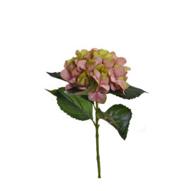 Hydrangea panachée H 50cm