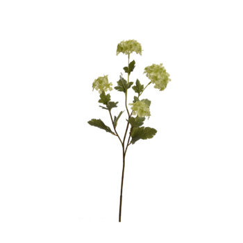 Viburnum vert H 72cm