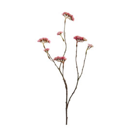 Statice rose H 90cm