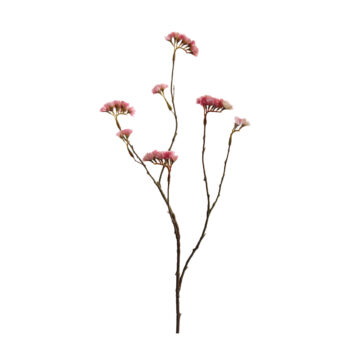 Statice rose H 90cm