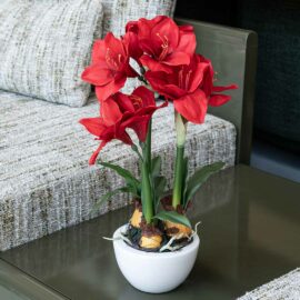Amaryllis rouge à 3 hampes H 54cm