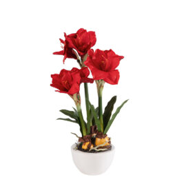 Amaryllis rouge à 3 hampes H 54cm