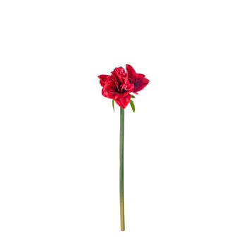 Amaryllis rouge L 70cm fleur artificielle