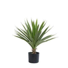 Agave H 60cm plante grasse