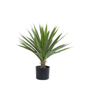 Agave H 60cm plante grasse