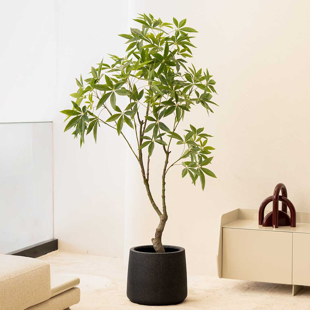 Pachira dense H 180cm plante artificielle Pachira dense H 180cm plante artificielle