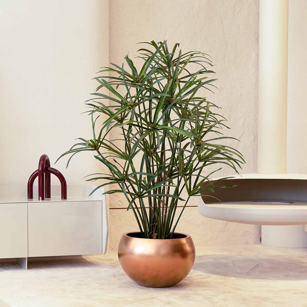 Papyrus H 120cm plante artificielle Papyrus H 120cm plante artificielle