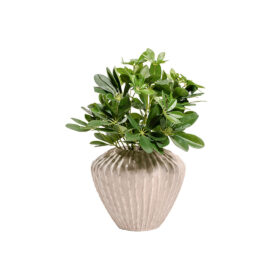 Pot Low Kaktia Beige pour plante d'intérieur