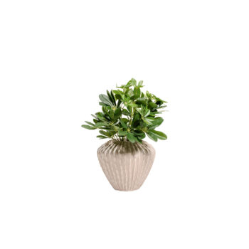 Pot Low Kaktia Beige pour plante d'intérieur