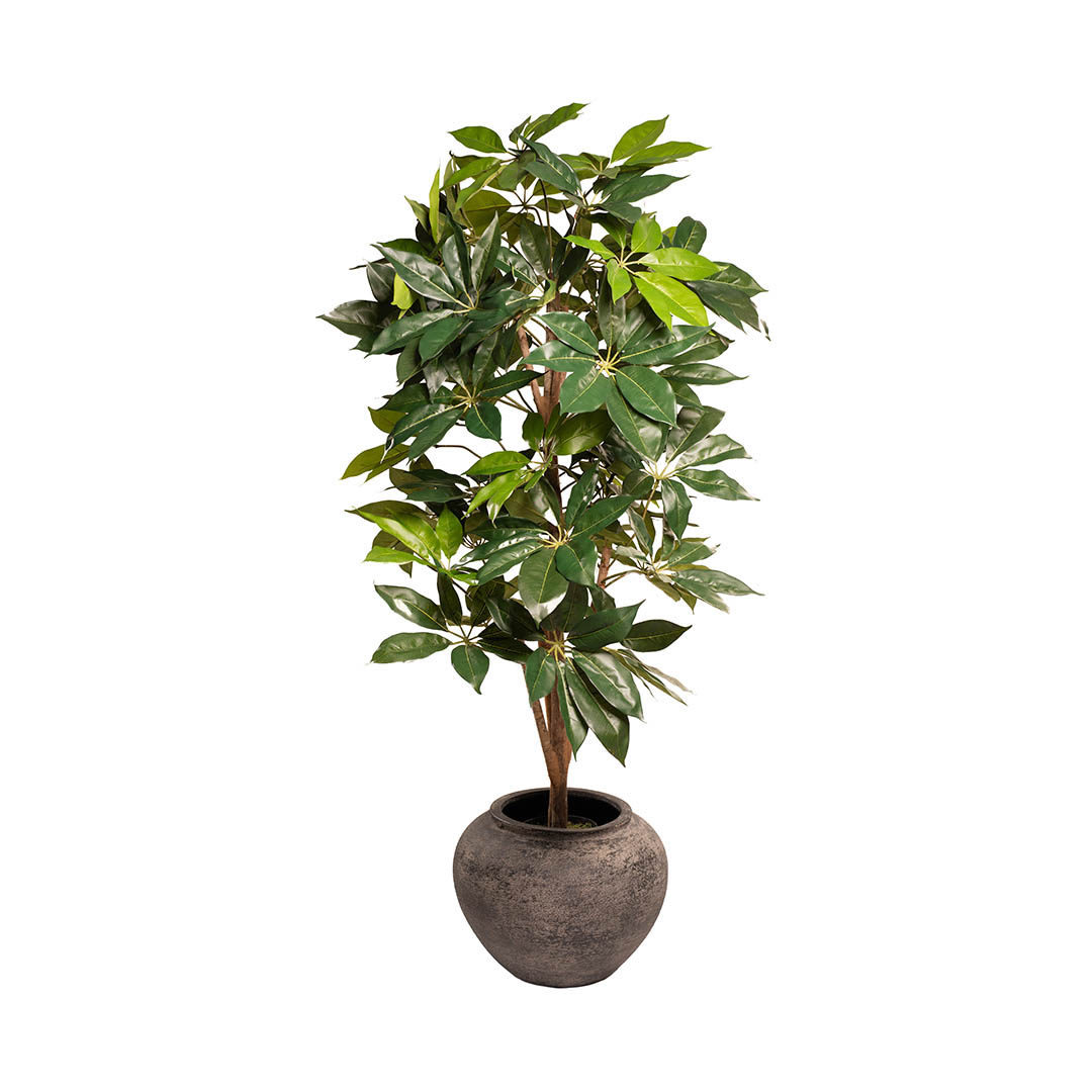 Pot jarre noir cendré pour plante d'intérieur Pot jarre noir cendré pour plante d'intérieur